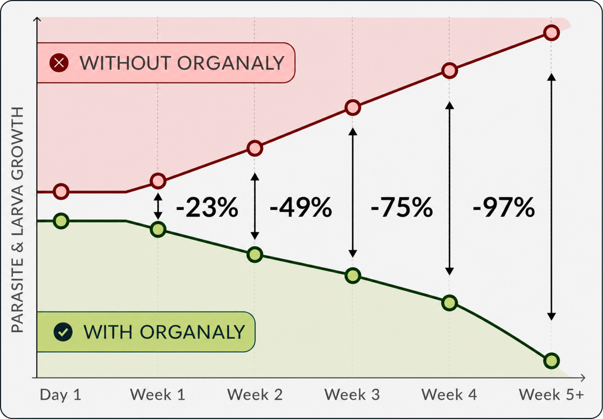 Daily Gut Advanced - Natural Balance & Support