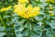 Rhodiola Extract