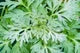 Wormwood Extract